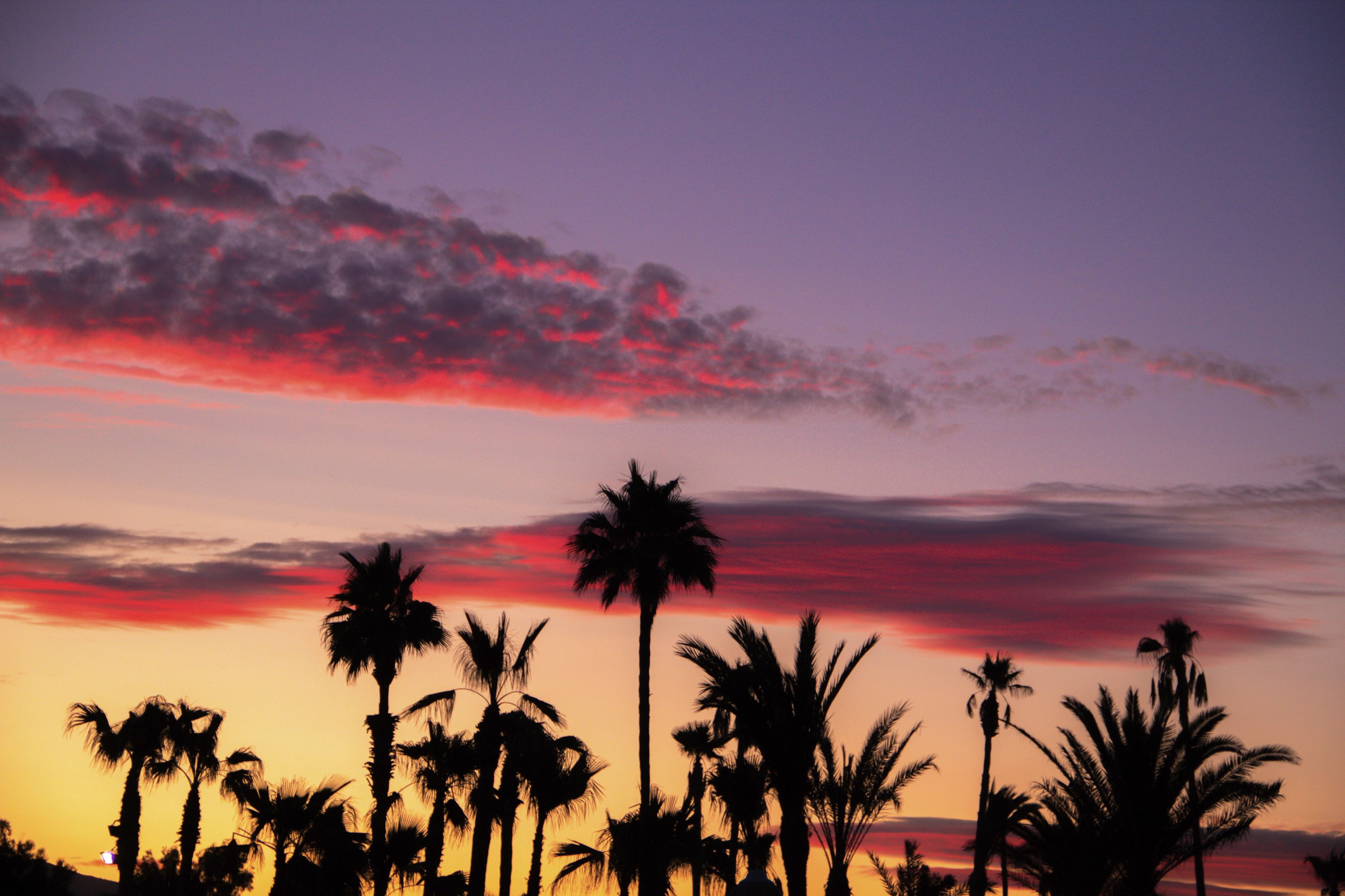 Palm Trees in Sardegna