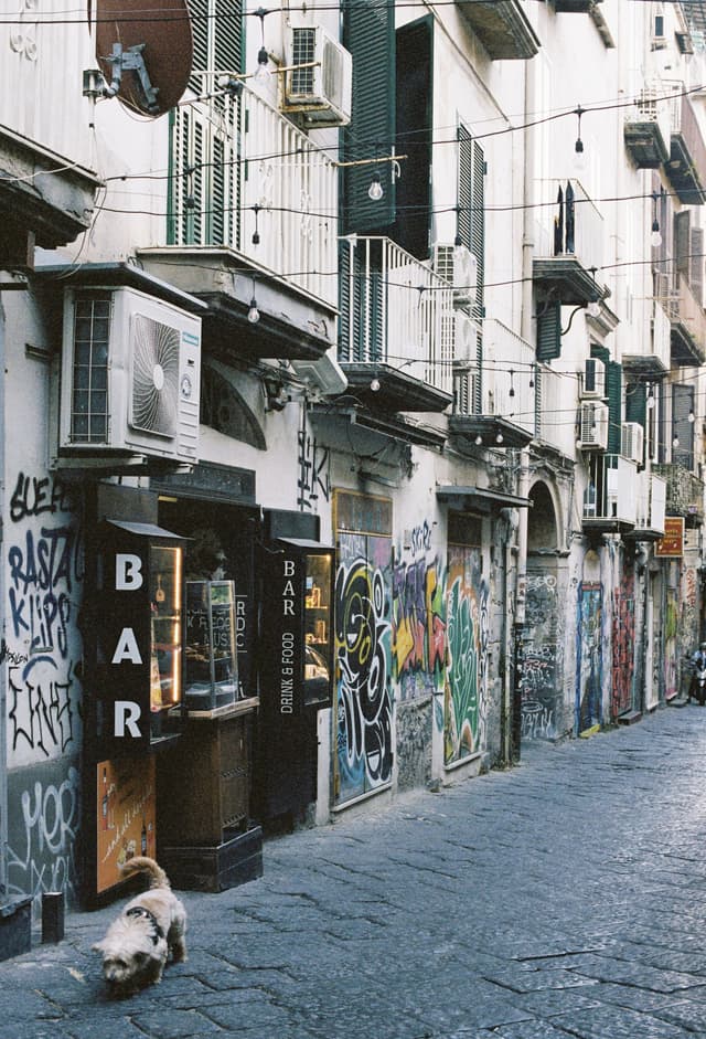 Dog in Naples